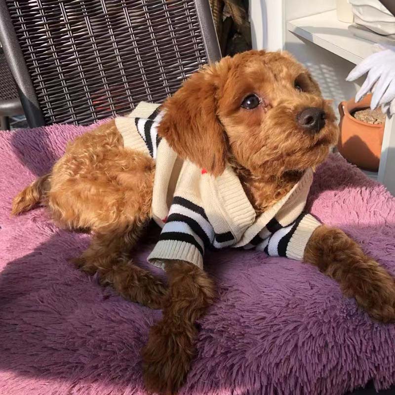 Berry Berry Pooch Sweater