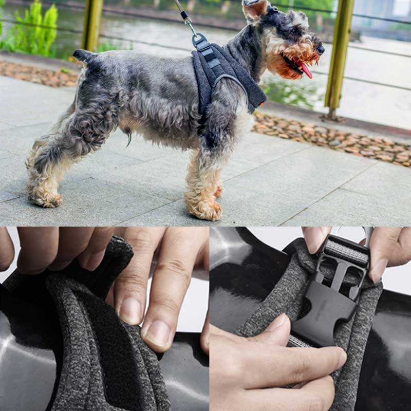 Mr Gary Pooch Cozy Harness