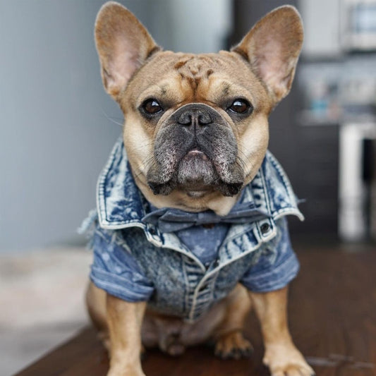 Bark Avenue Denim Pooch