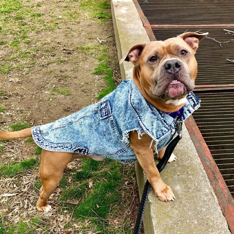 Bark Avenue Denim Pooch