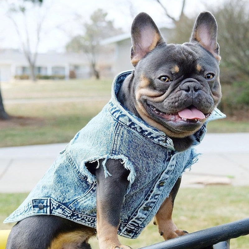 Bark Avenue Denim Pooch